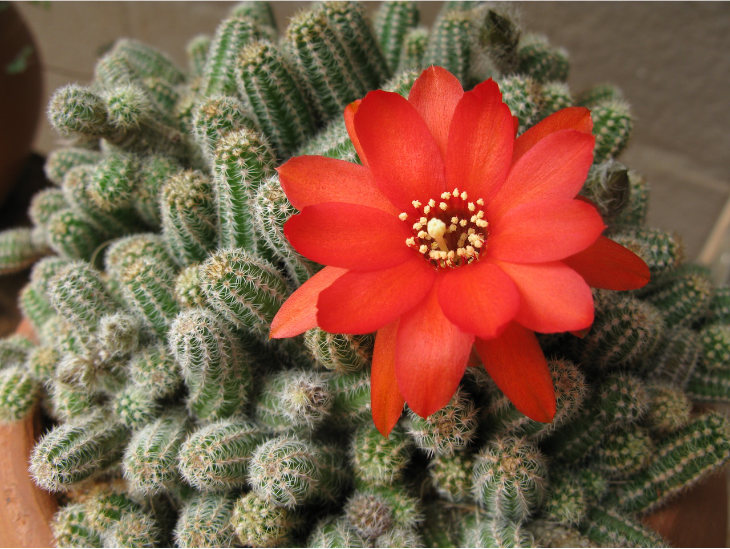 Single Red Cactus Flower