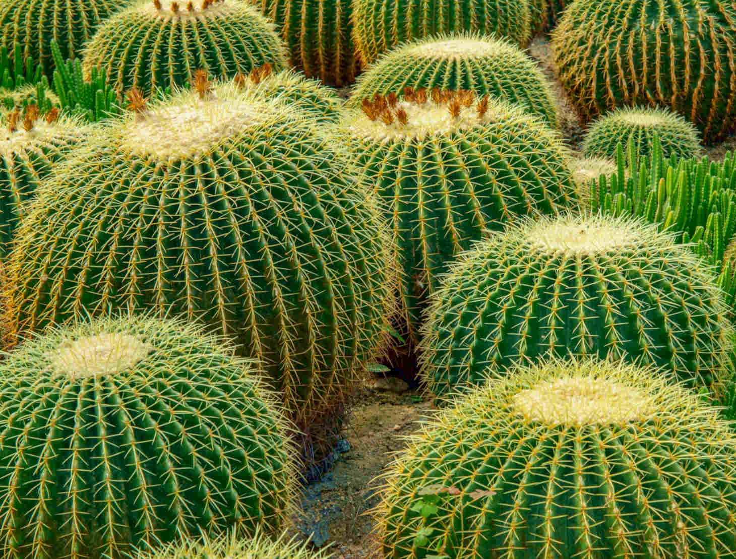golden barrel cacti