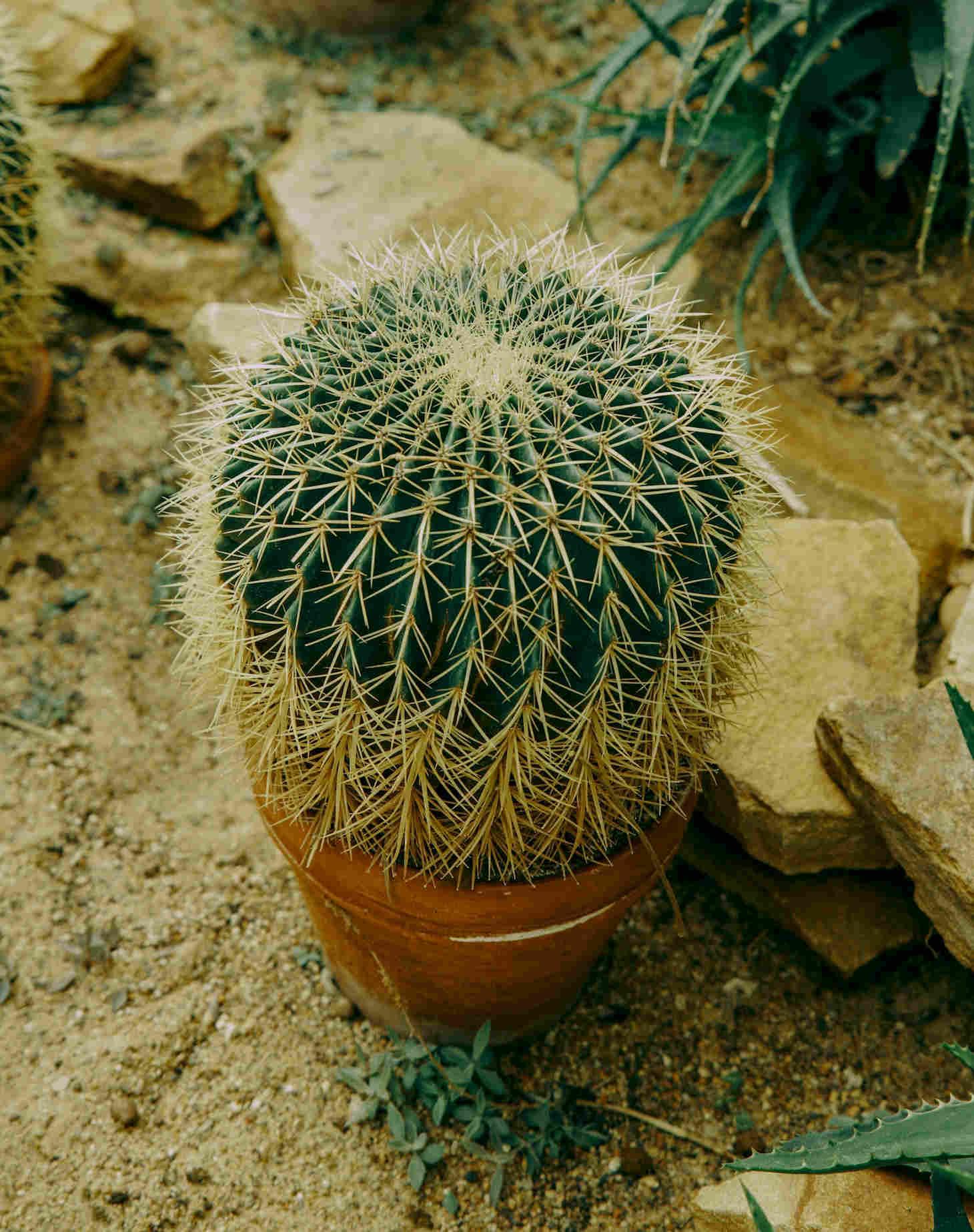 potted golden barrel cactus