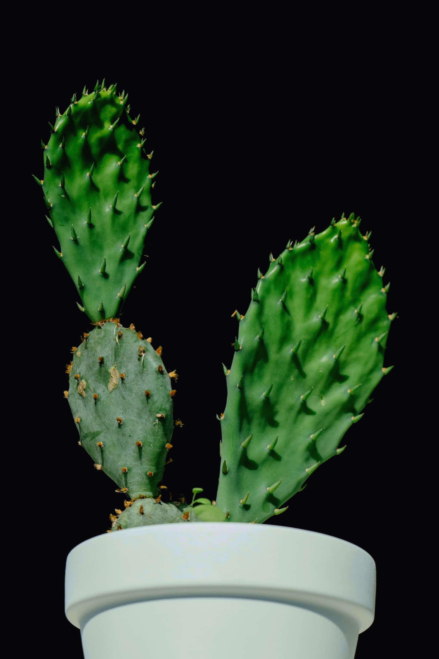 potted prickly pear cactus