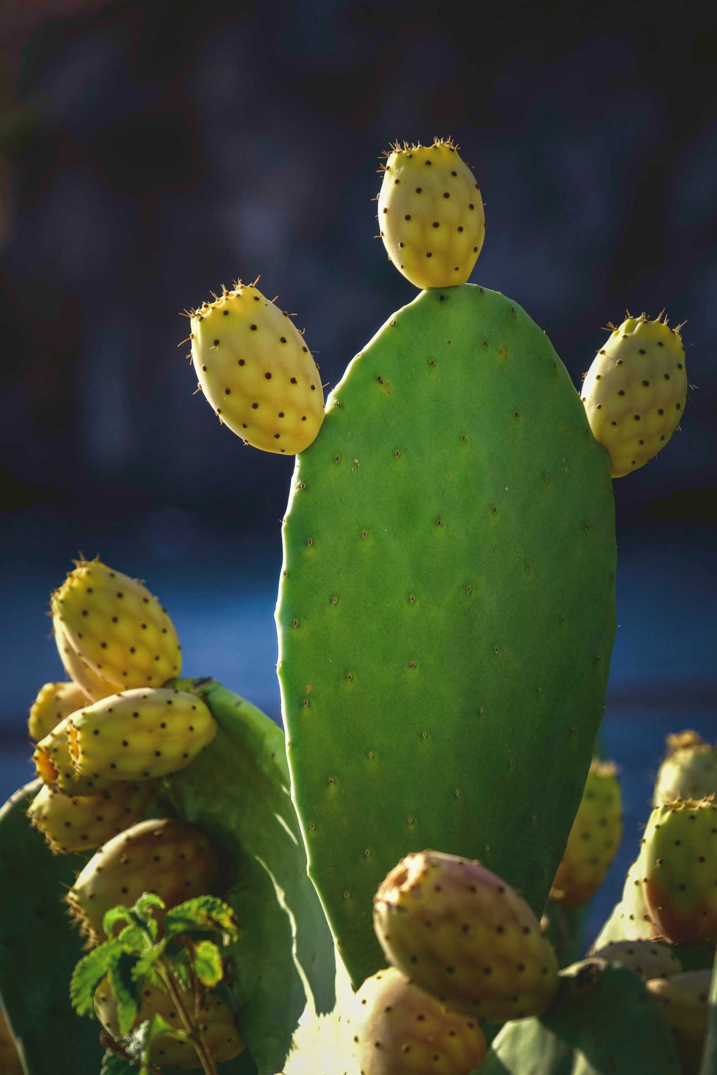 prickly pear cacti with blooming pears