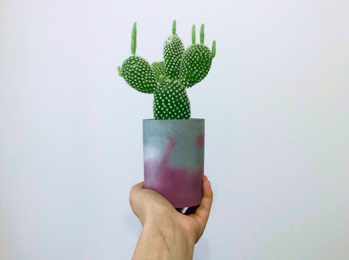 hand holding a potted bunny ear cactus