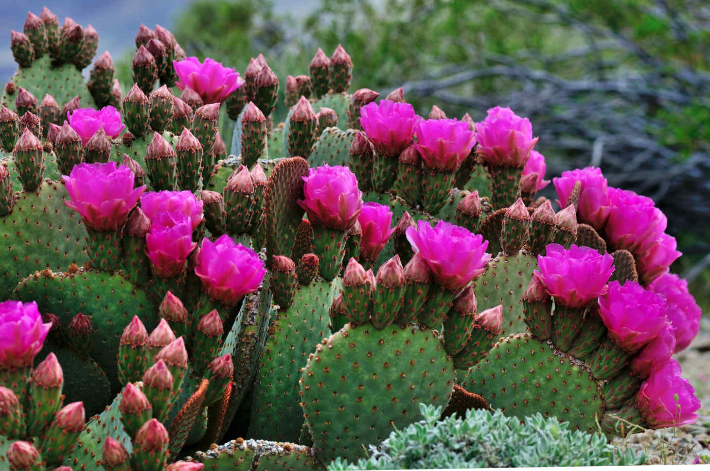 opuntia with pink blooms