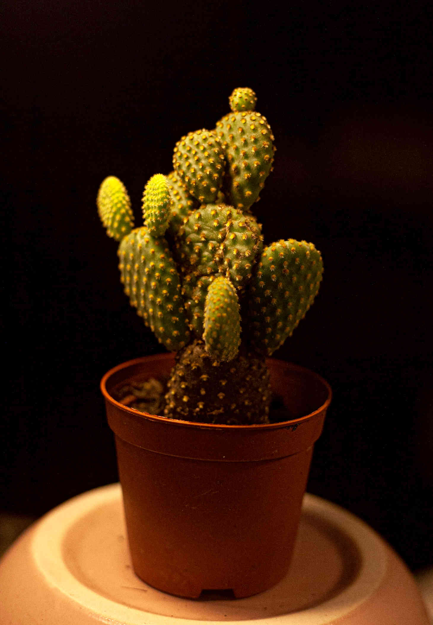 potted bunny ear cactus