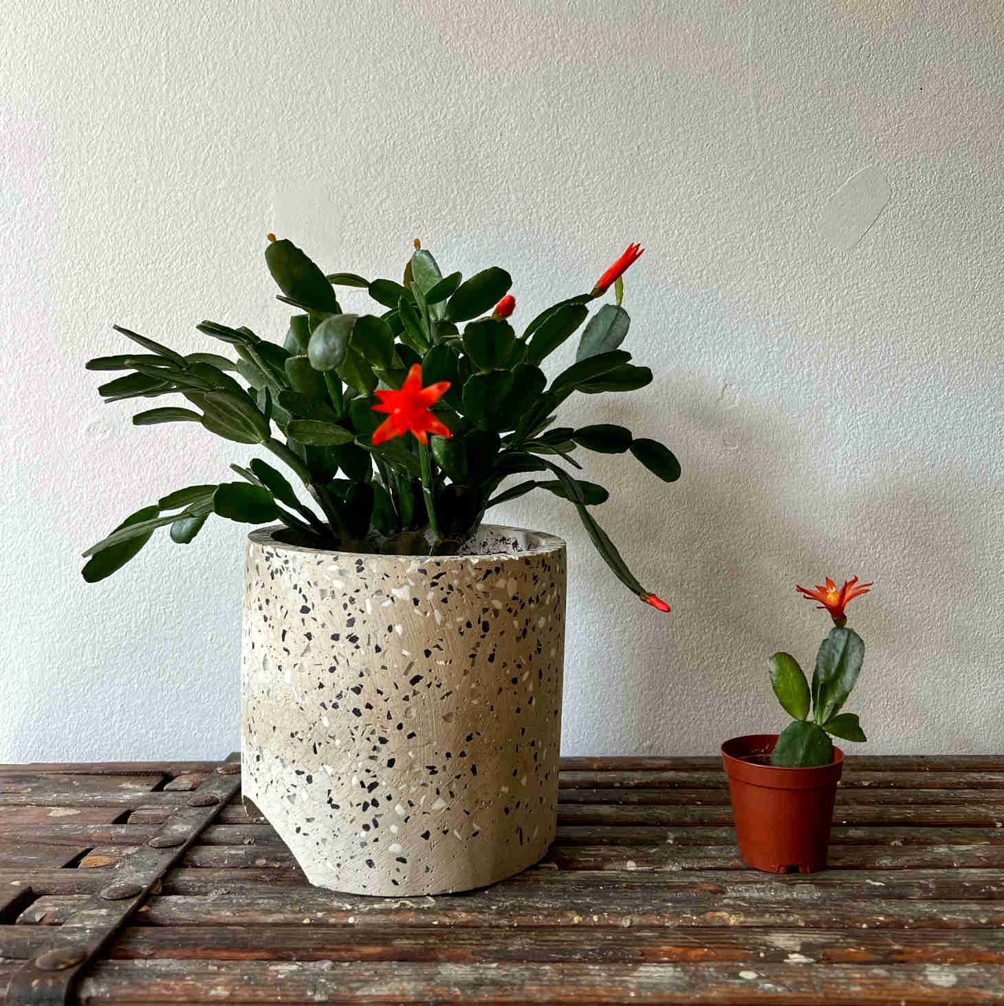 potted Christmas cactus