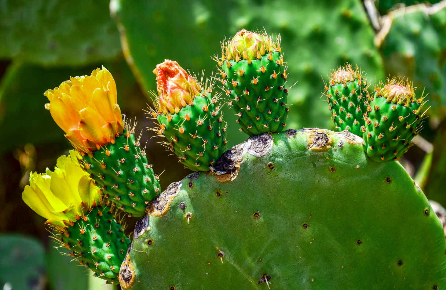 prickly pear flowers