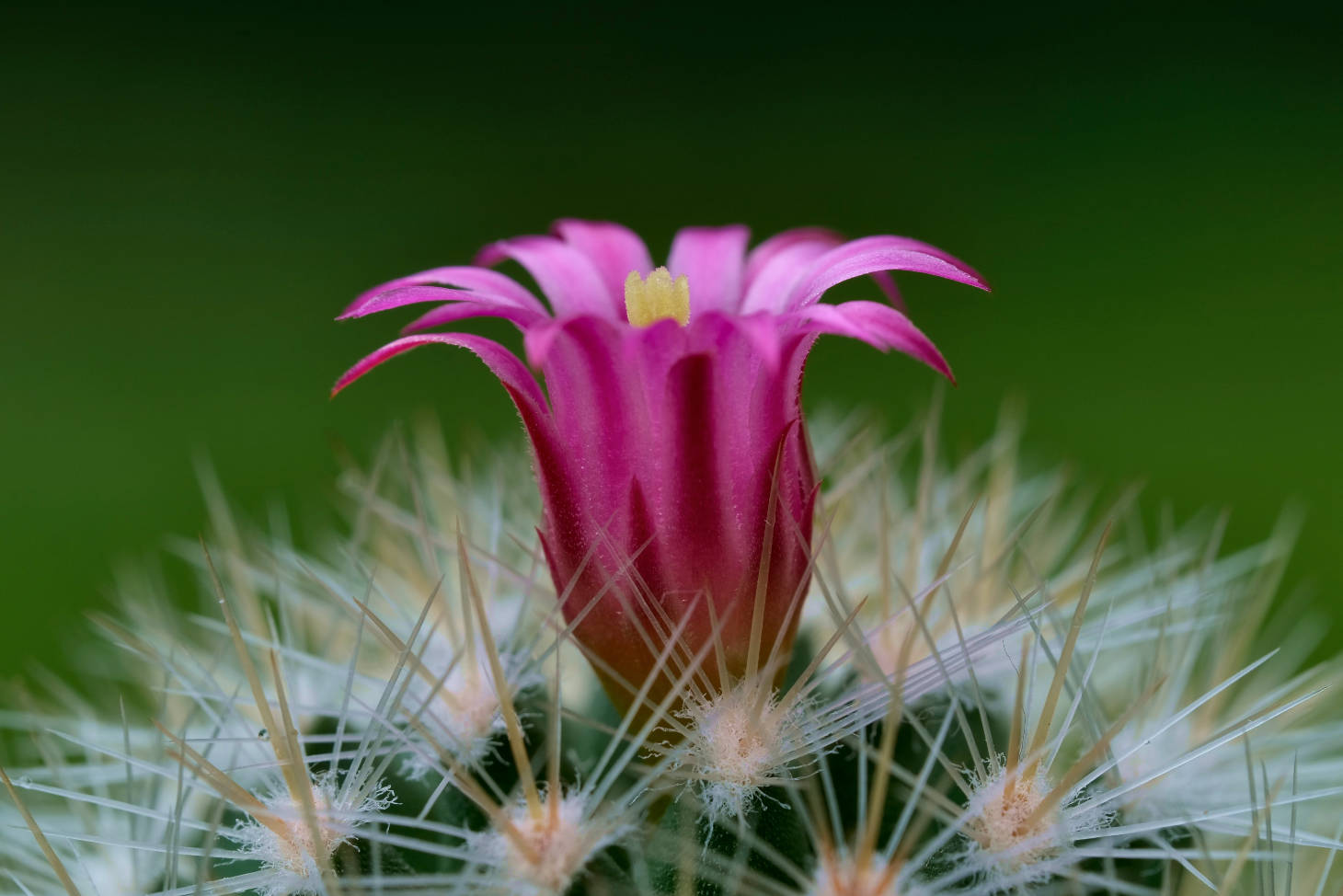 zoomed in mammillaria flower