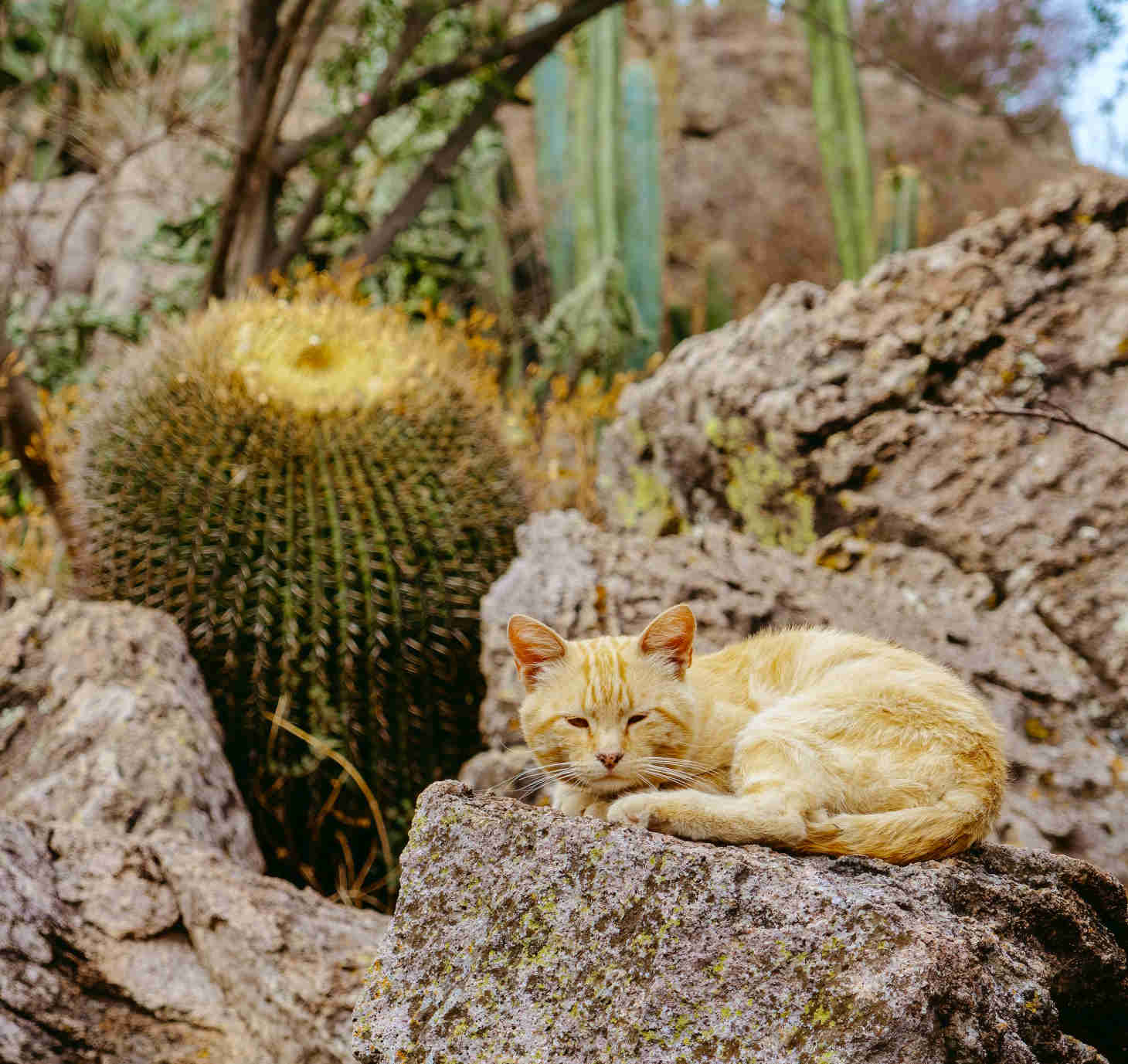 cactus with a cat