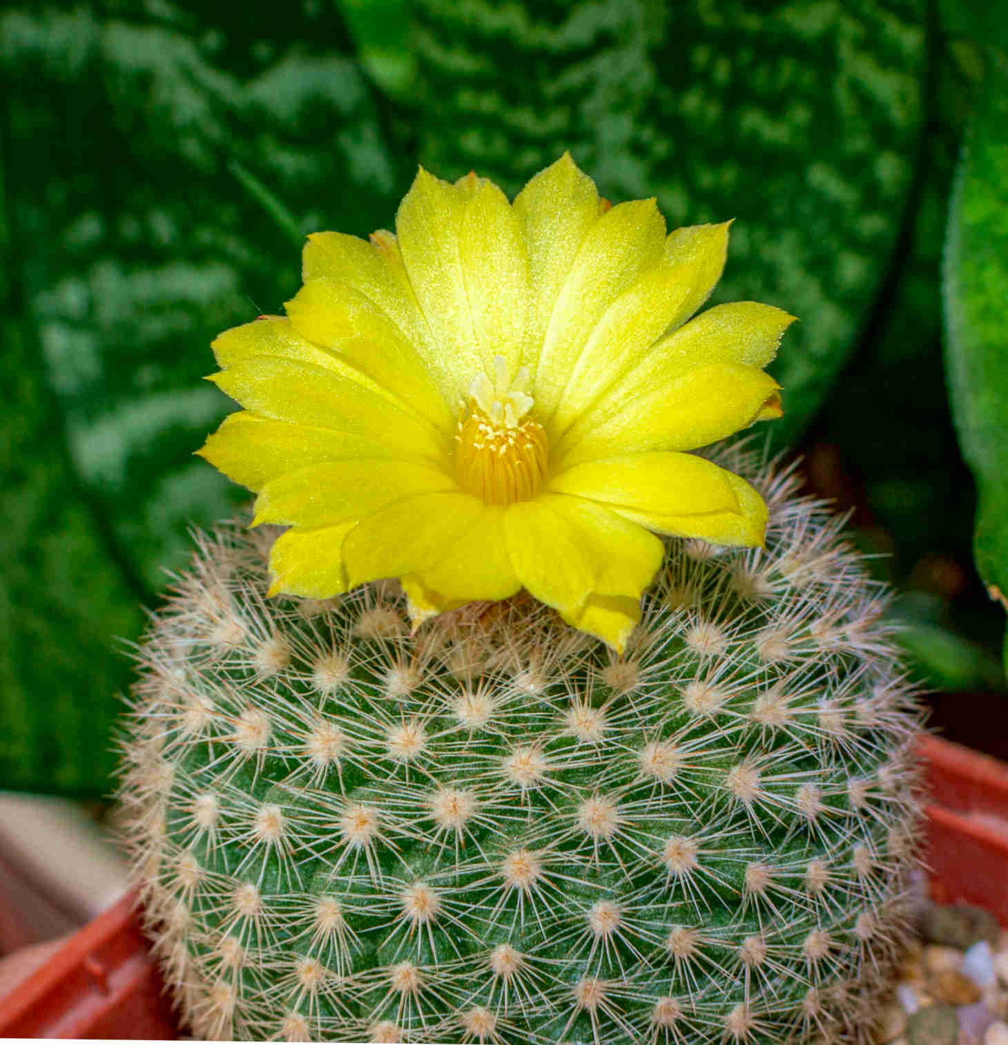 cactus with a vibrant yellow flower