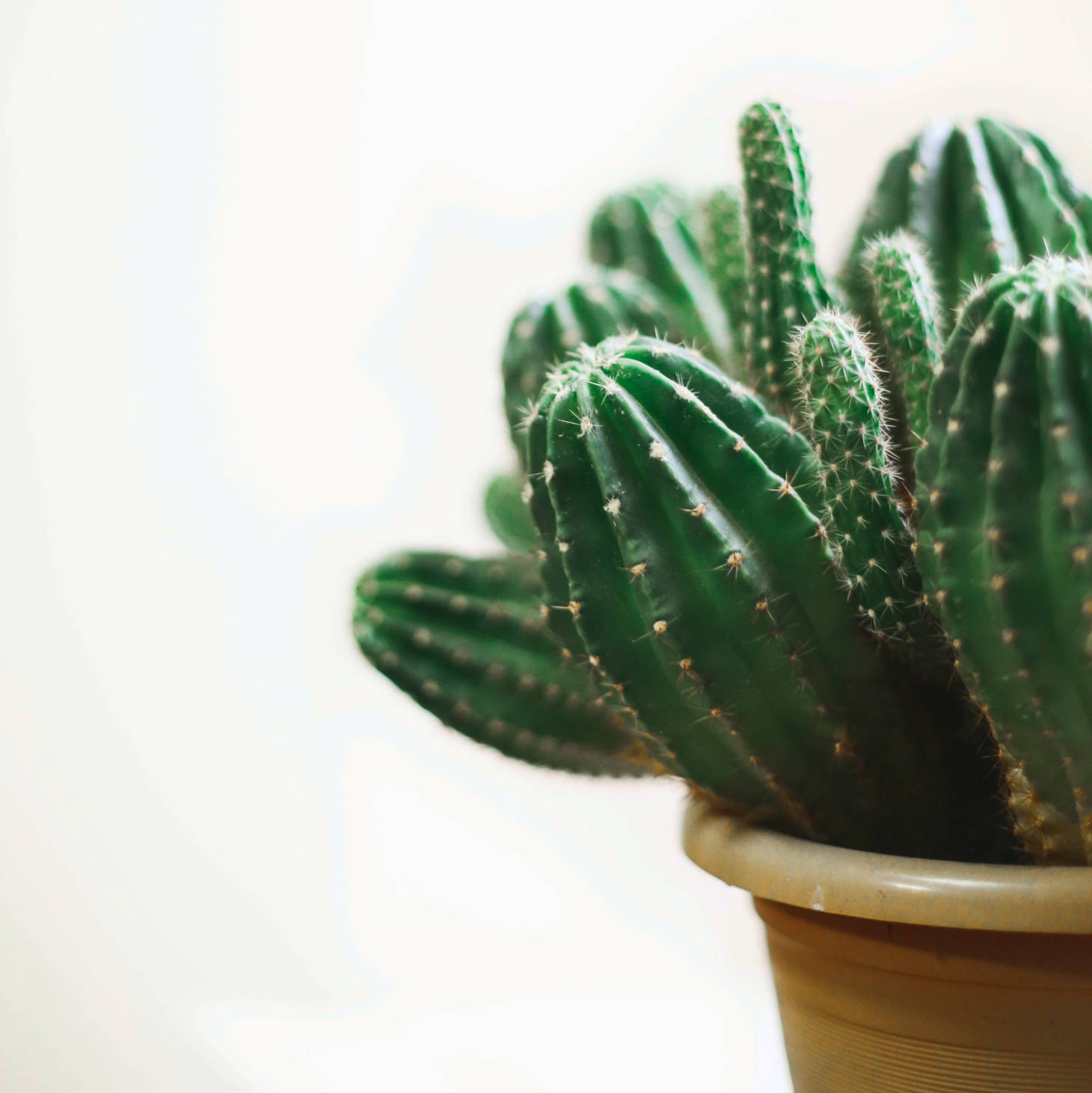 closeup of a cactus in a pot
