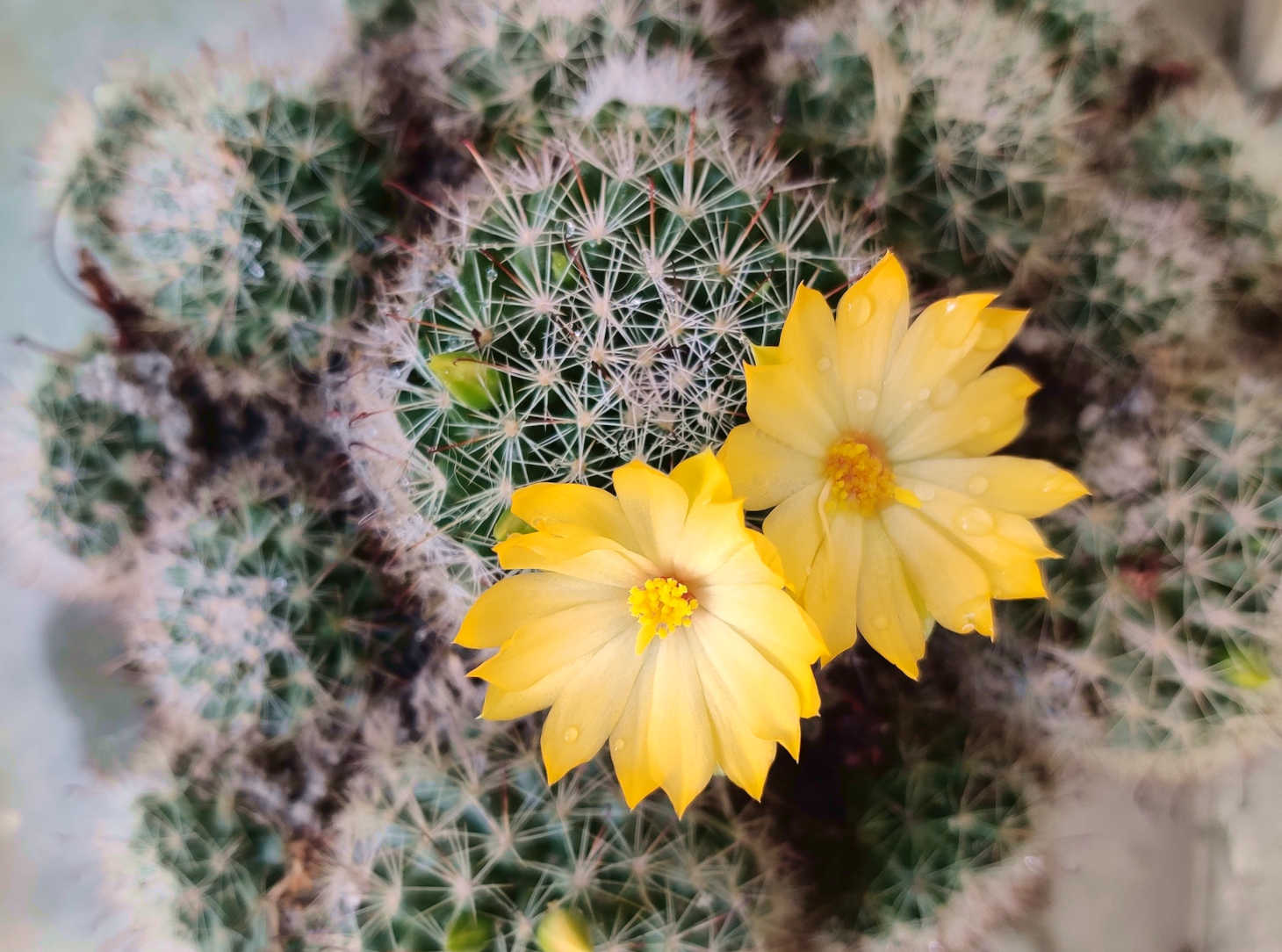 cluster of cacti with bright yellow flowers