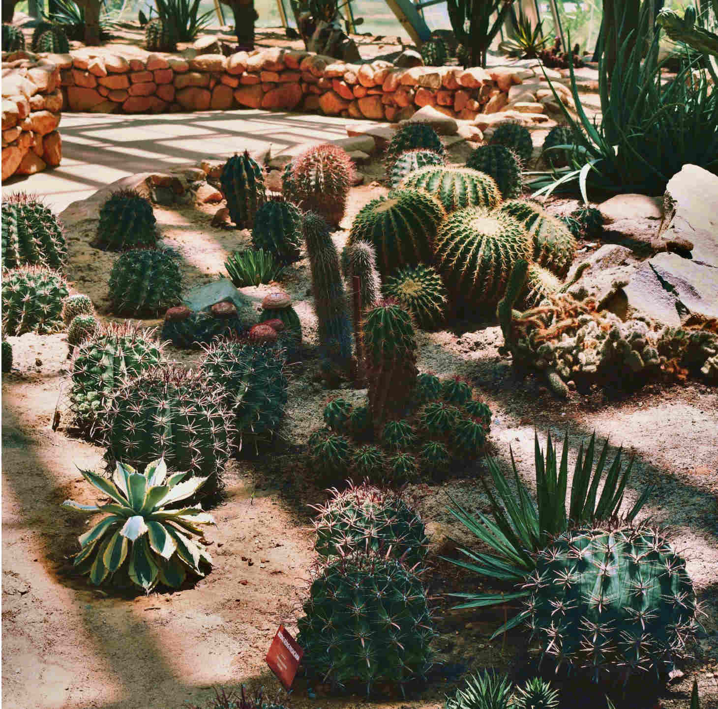 different variations of cacti