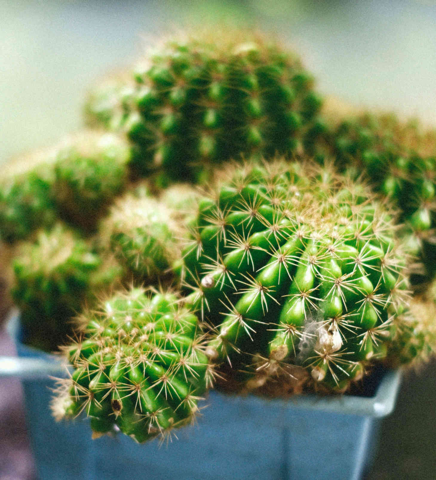 potted barrel cactus