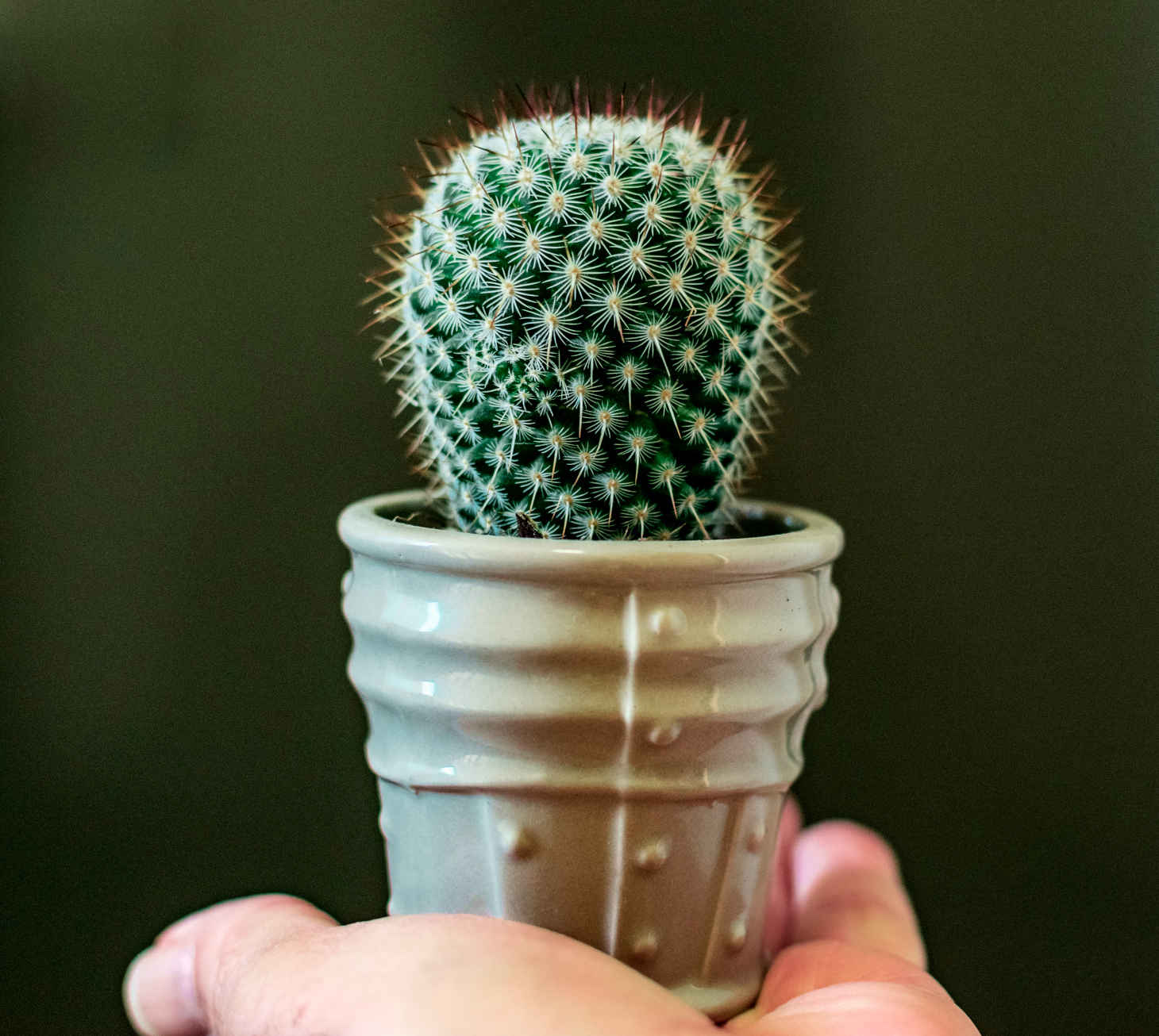 small potted cacti in hand
