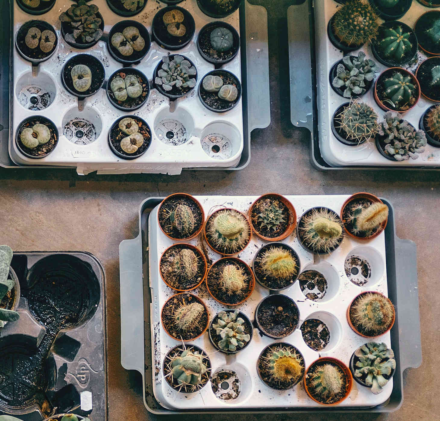tray of small potted cacti