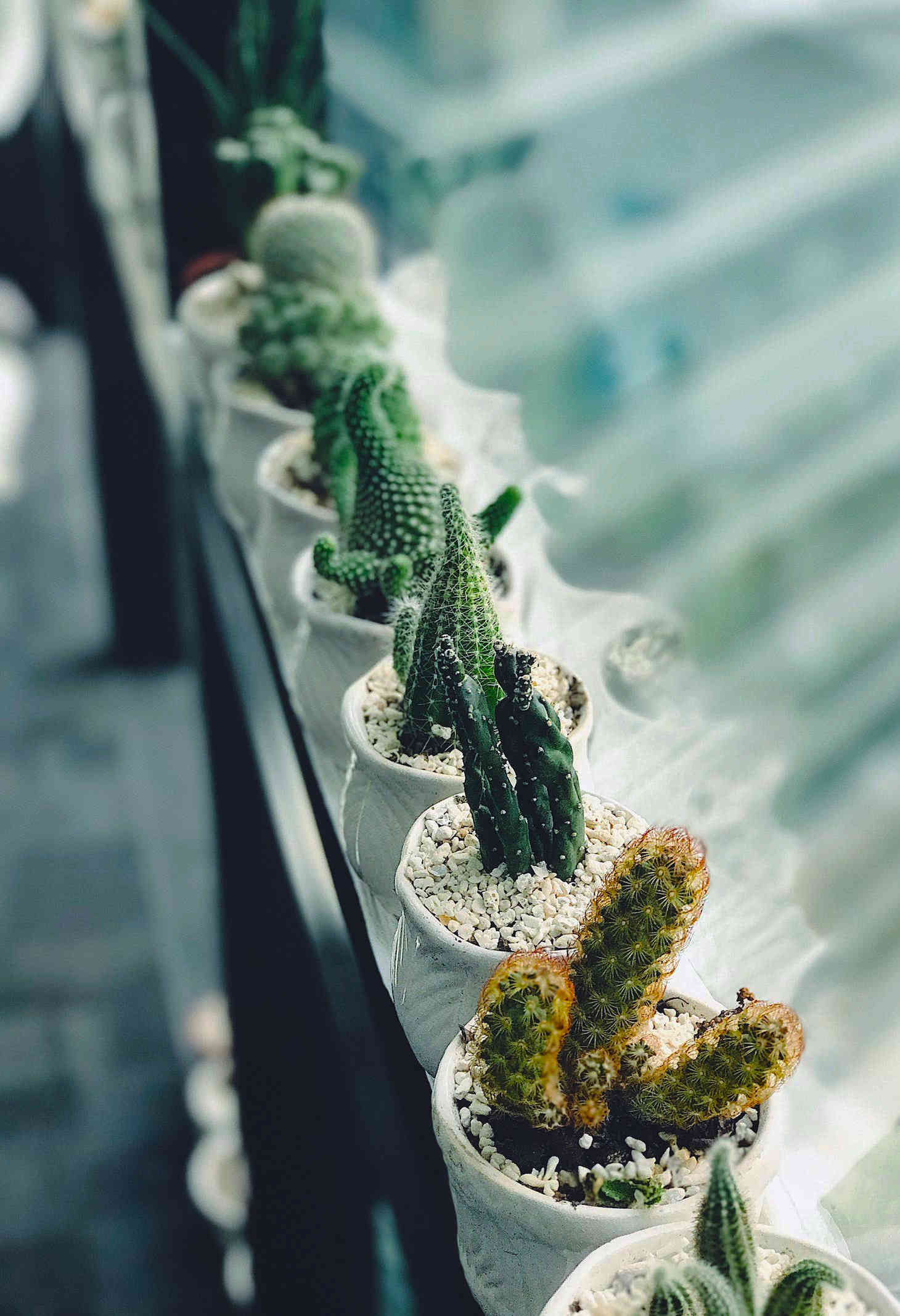 cacti by the window