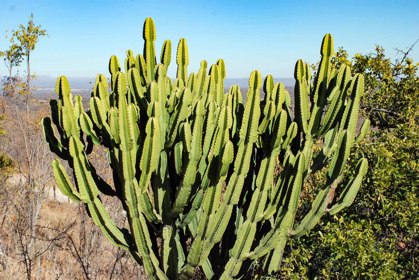 candelabra cactus (in the wild)