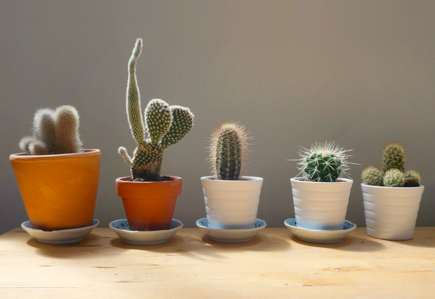 collection of potted cacti