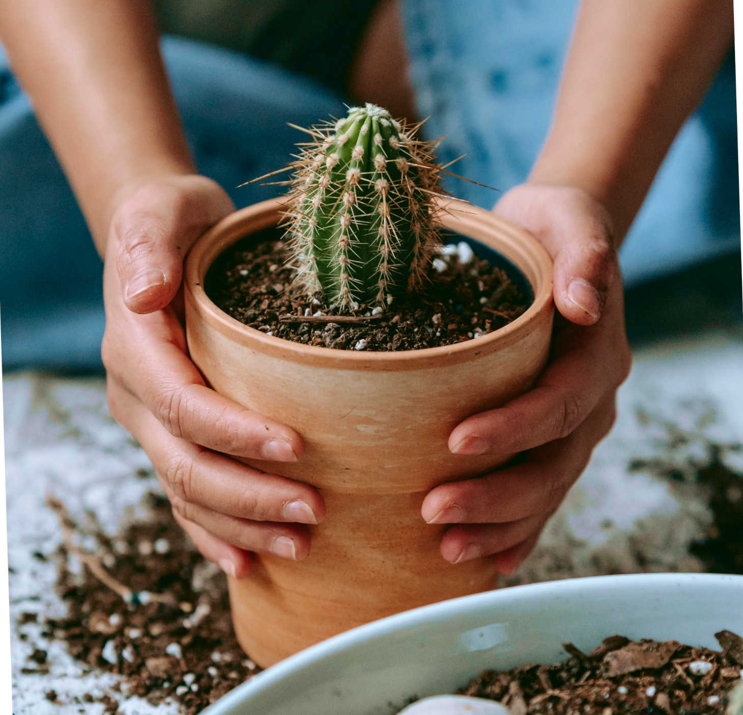 person holding a small potted cacti