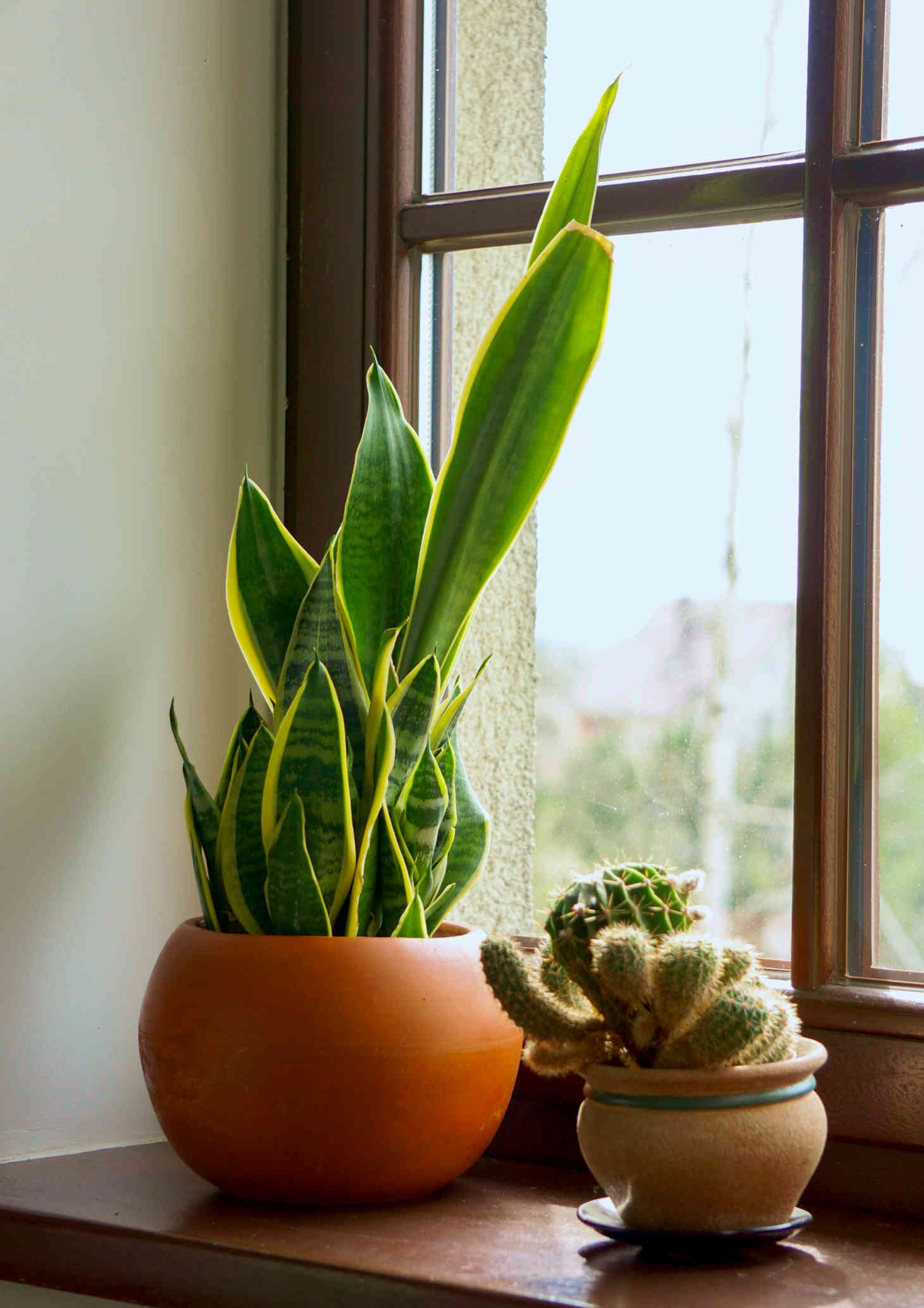 potted snake plant by the window