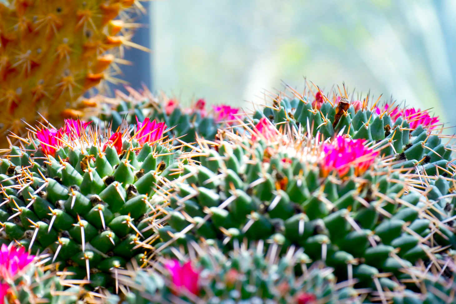 zoomed in cacti with pink flowers