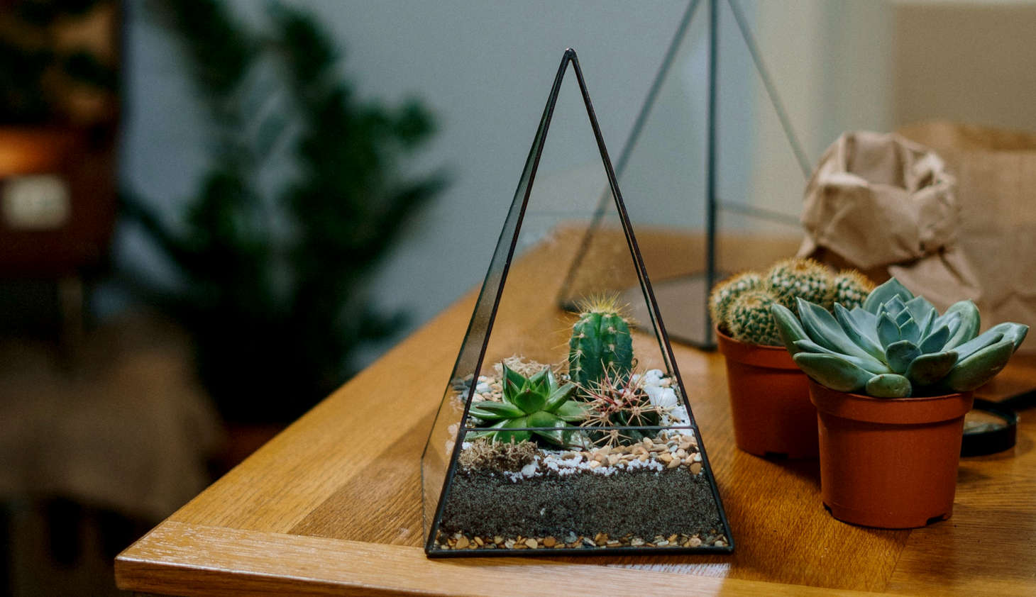 cactus in a pyramid shaped terrarium