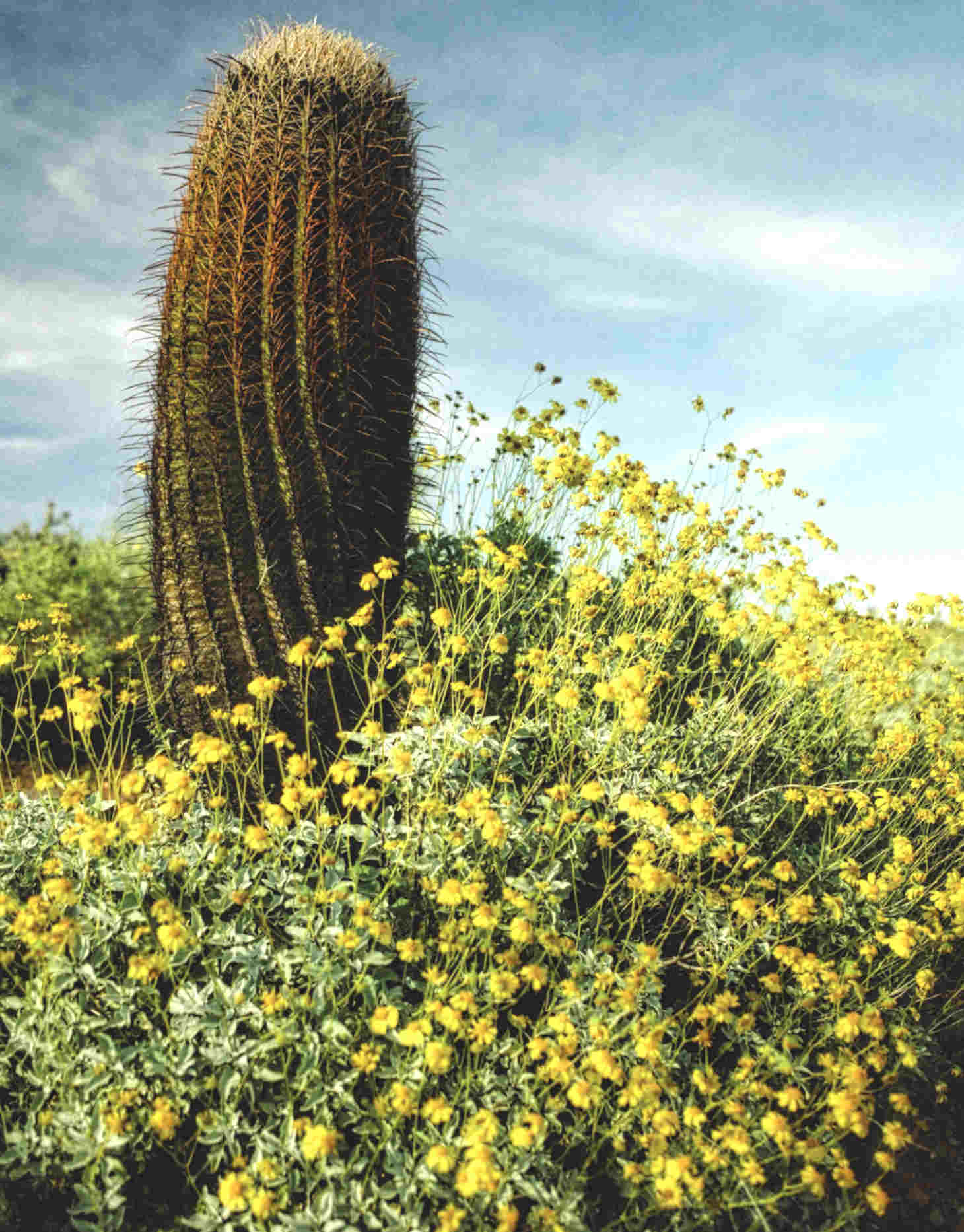 barrel cactus with flowers