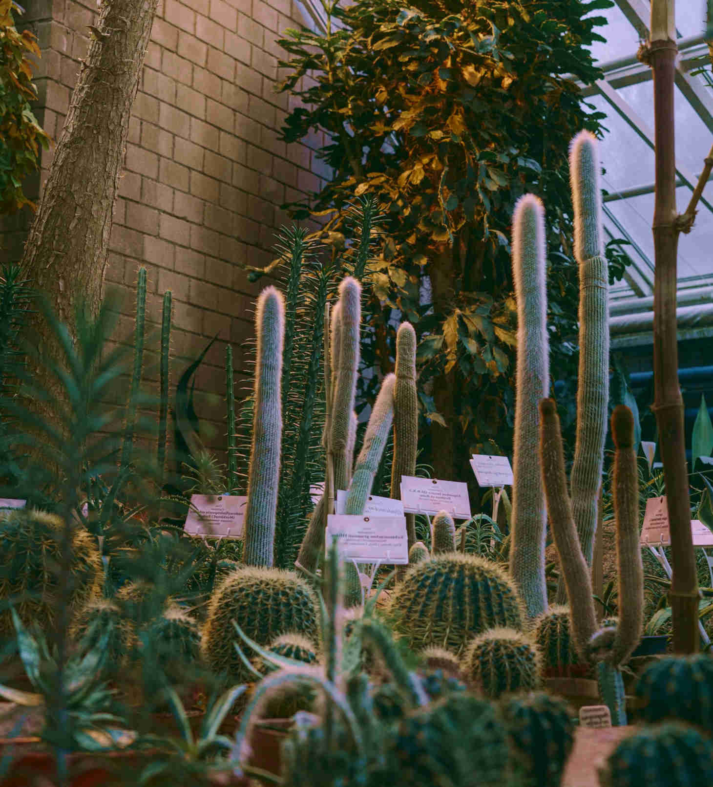 garden filled with cacti