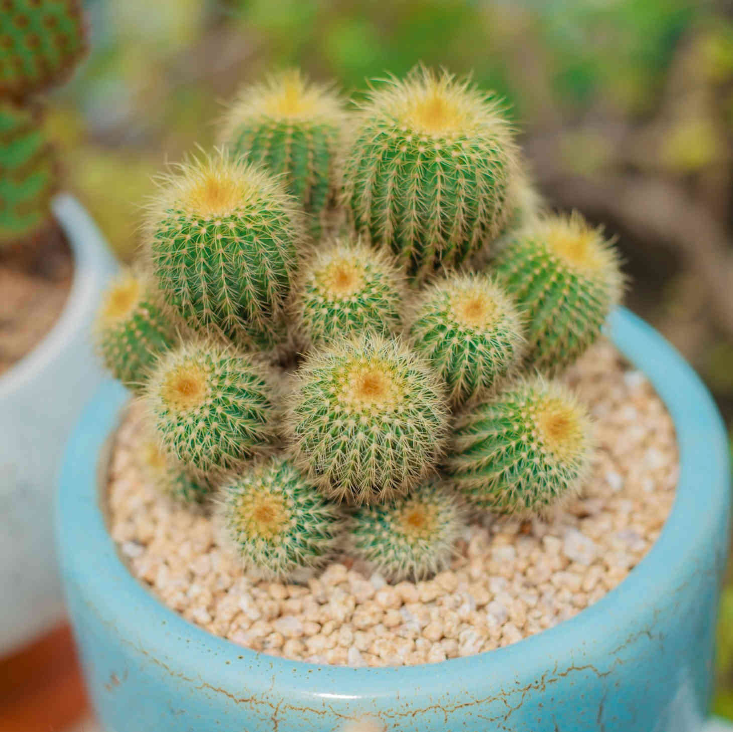 potted ball cactus