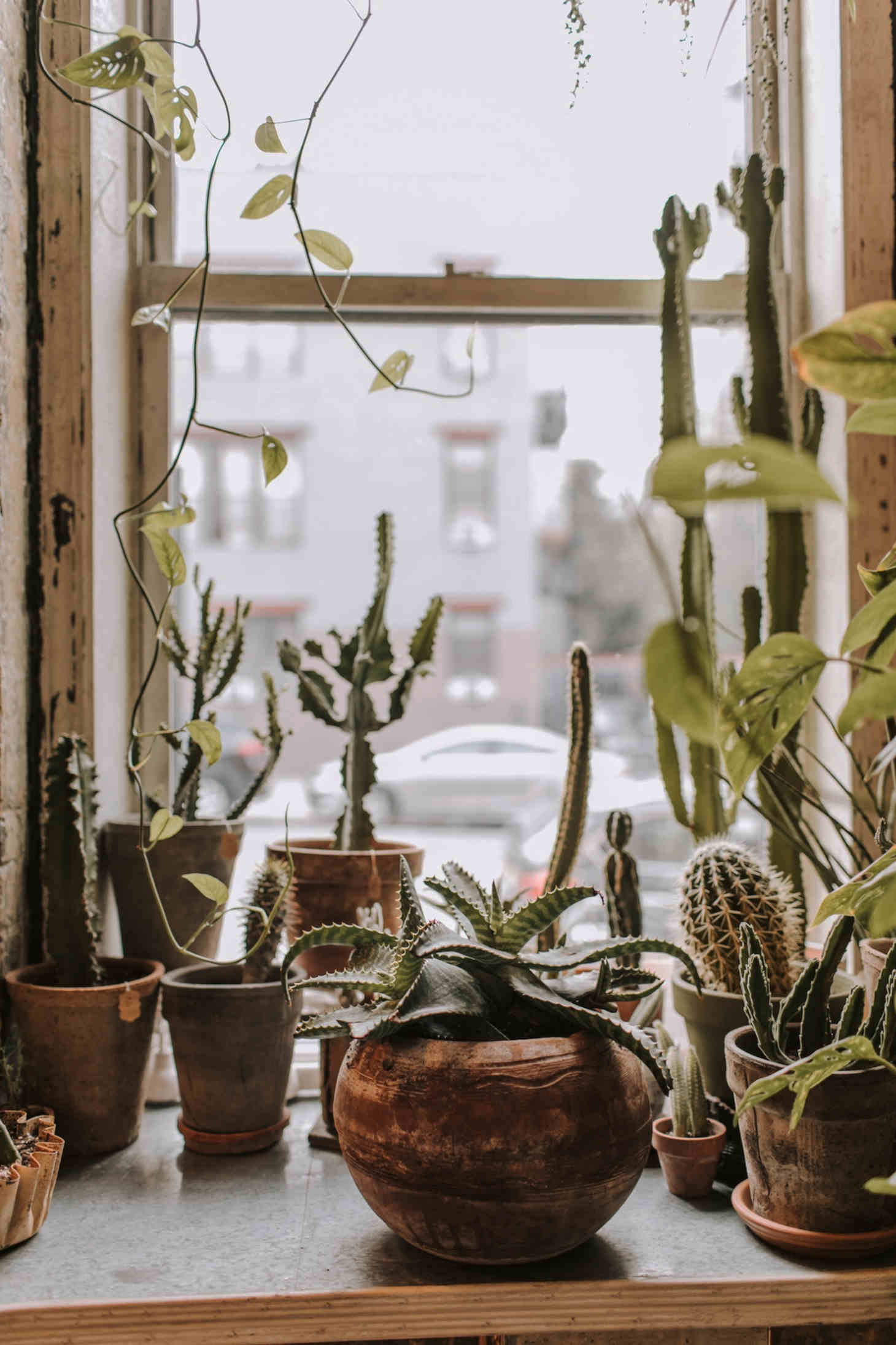 potted cacti by a window