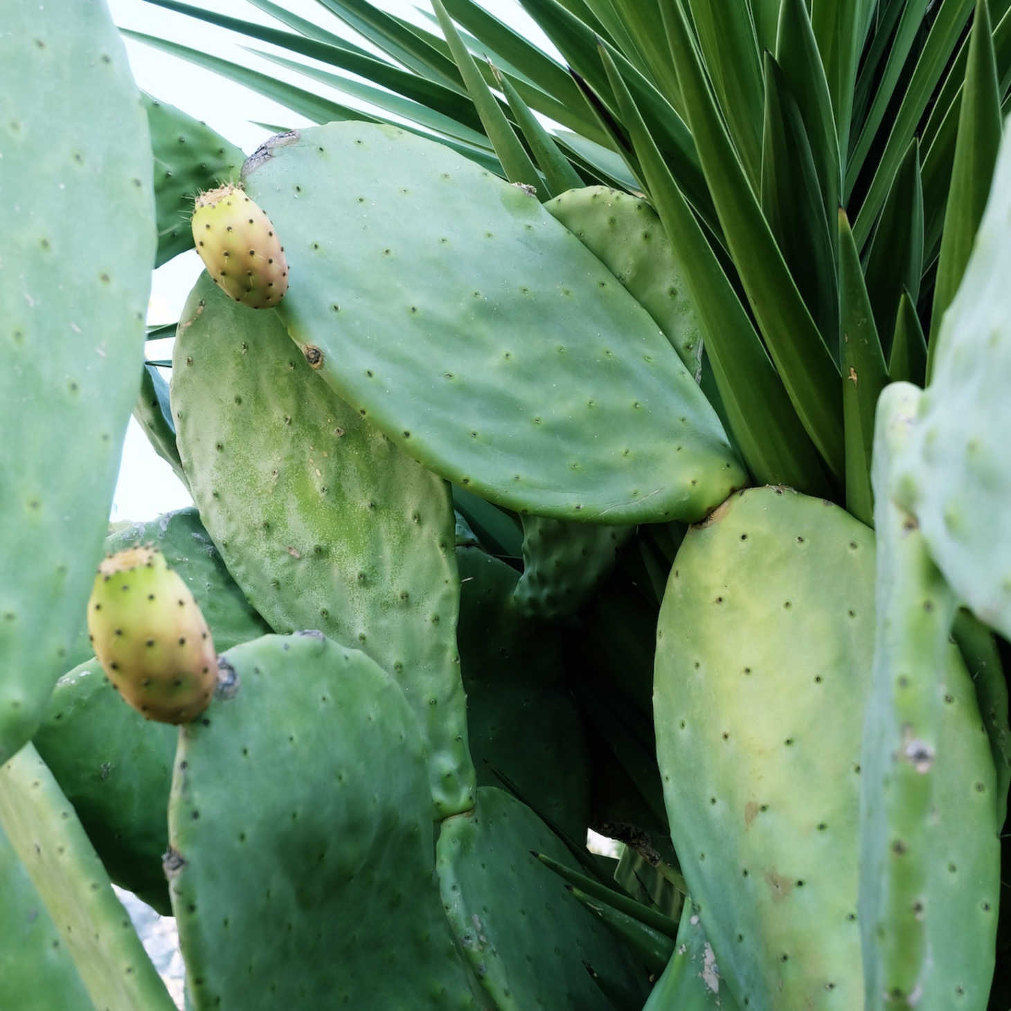 prickly pear (close up)