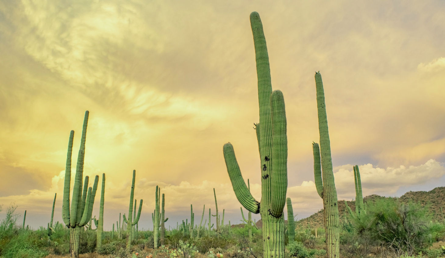 saguaro cactus near sunset