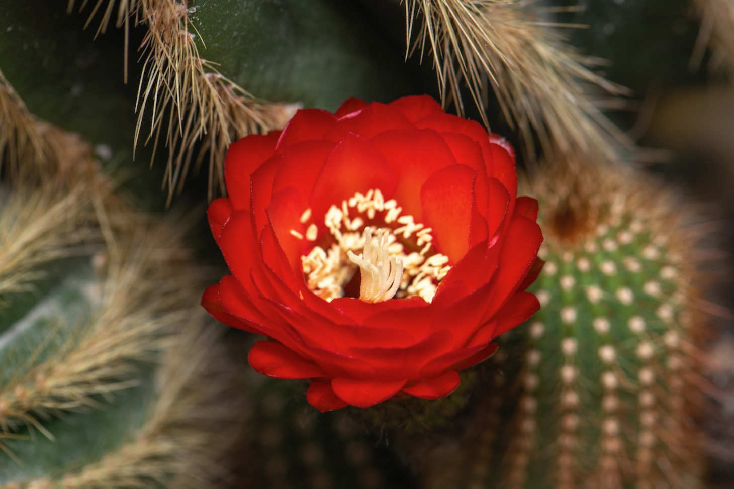 zoomed in hedgehog cactus flower