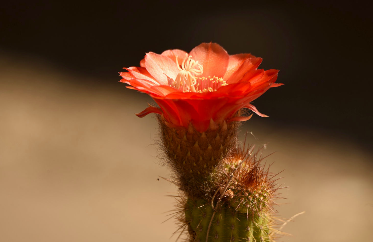 claret cup cactus flower