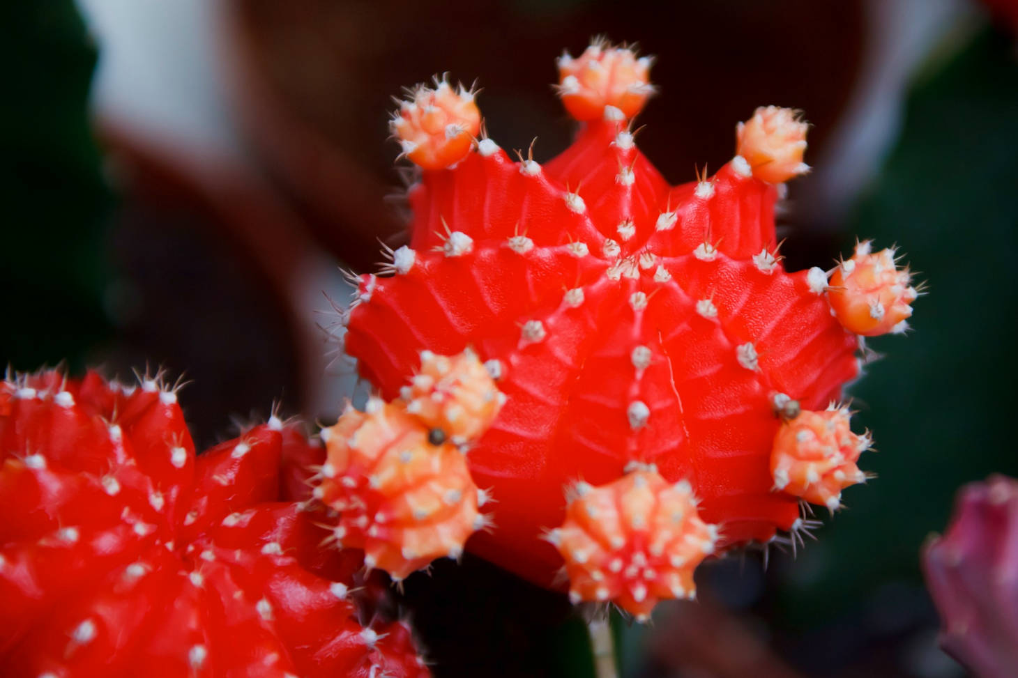 zoomed in moon cactus