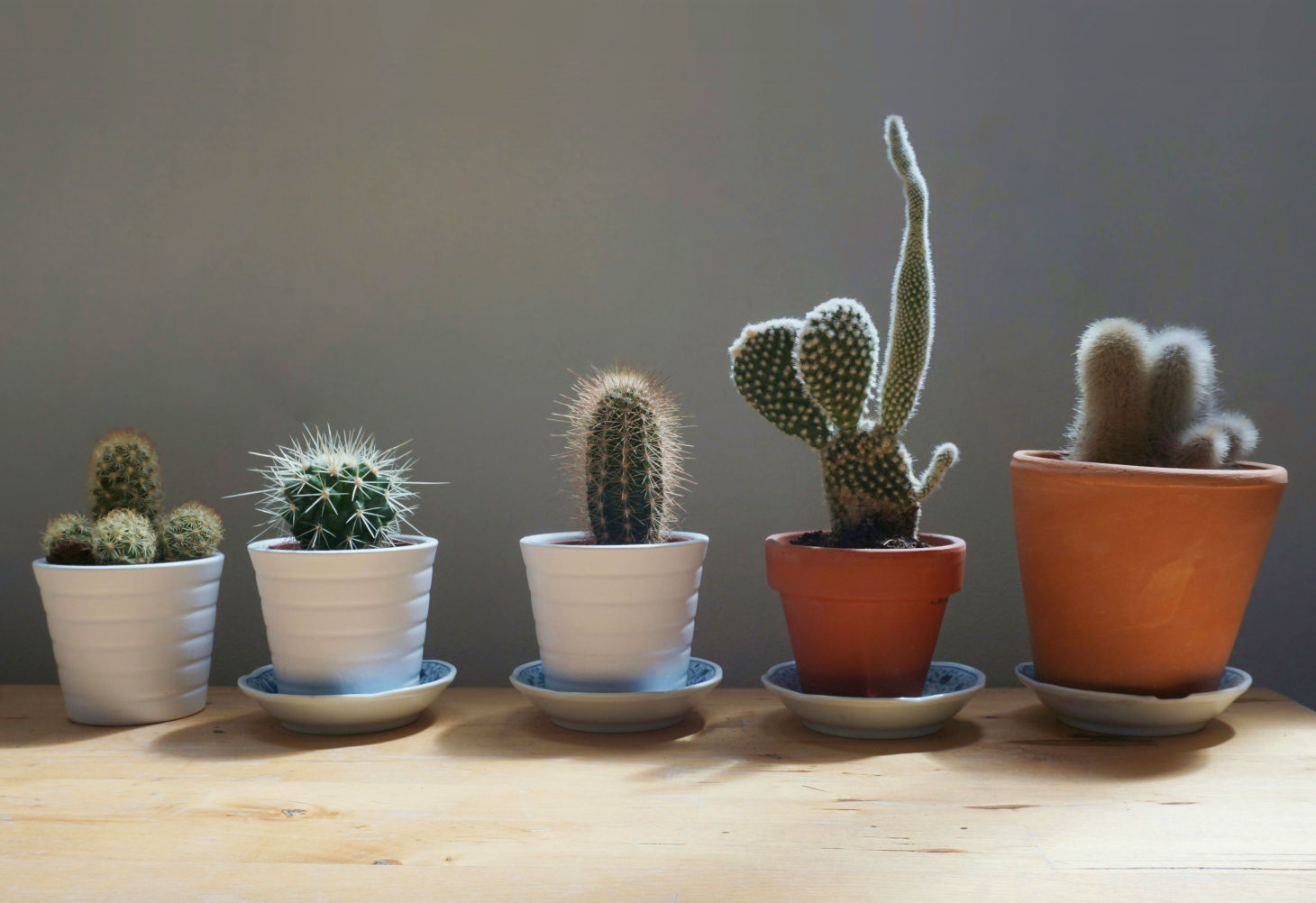 a variety of potted cacti