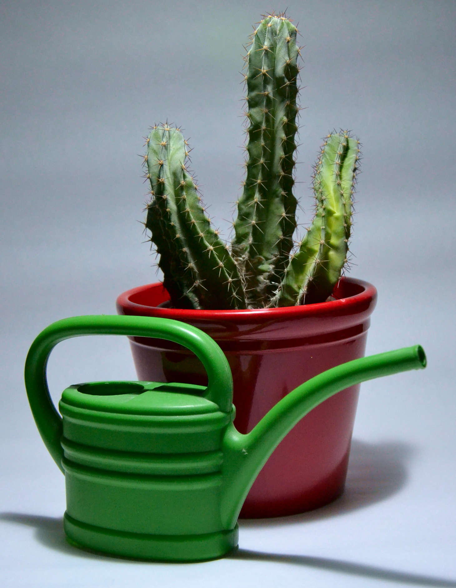 cactus and a watering can