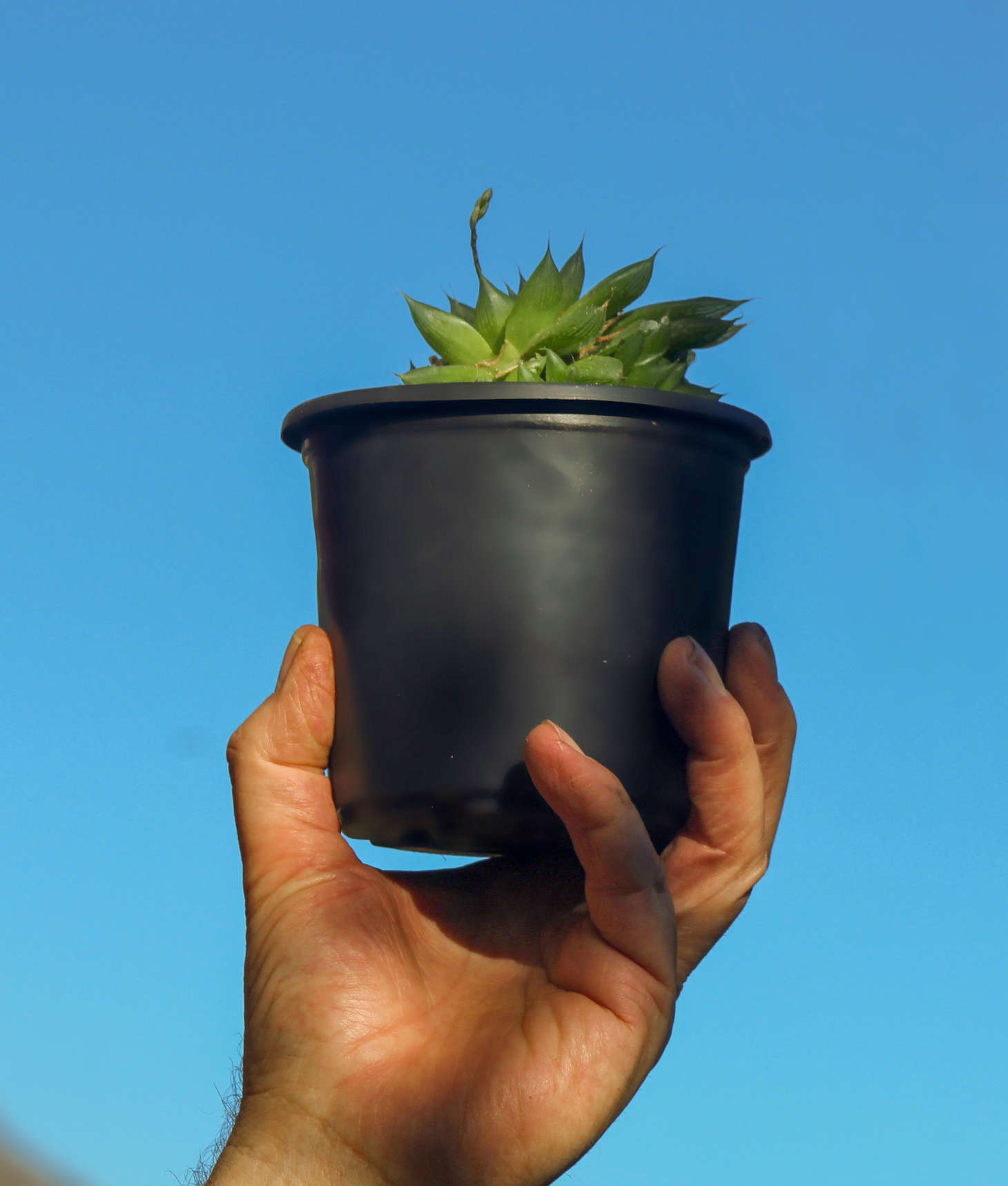holding a potted cactus