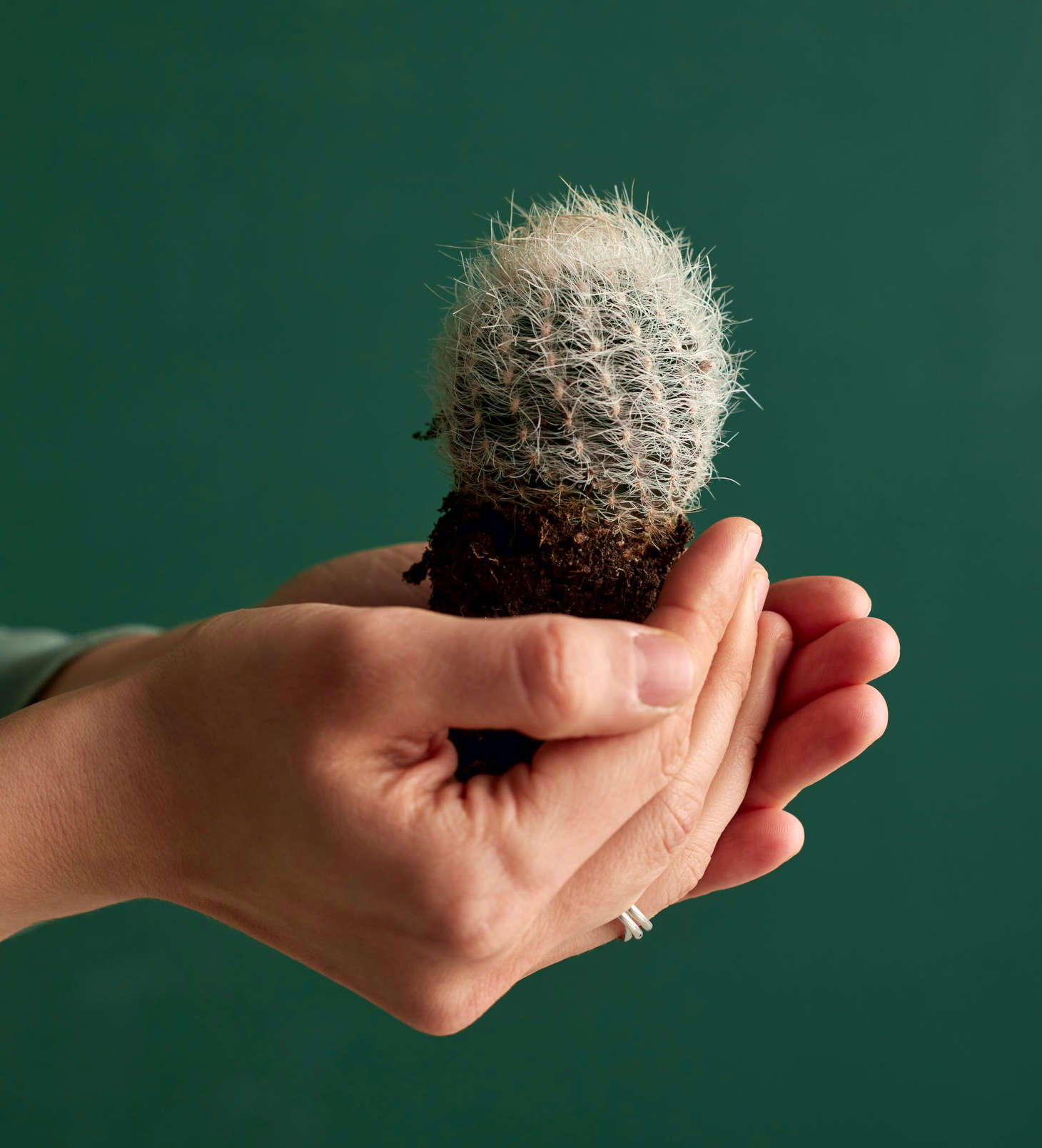 holding a spherical cactus