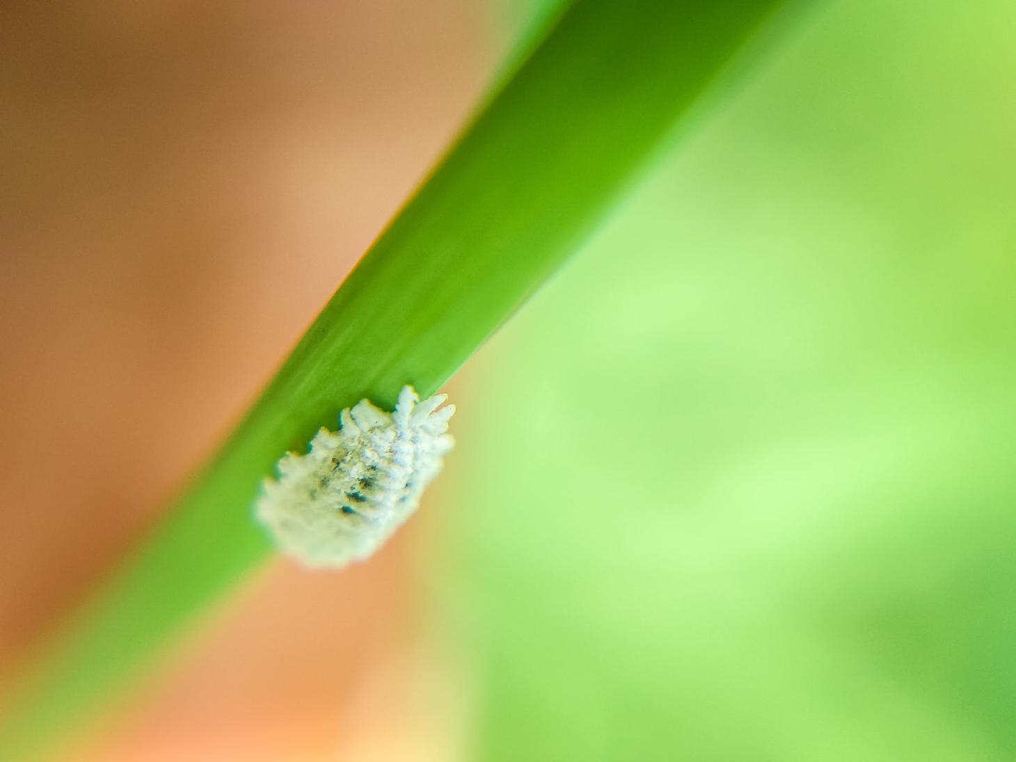 mealybug close up on green plant