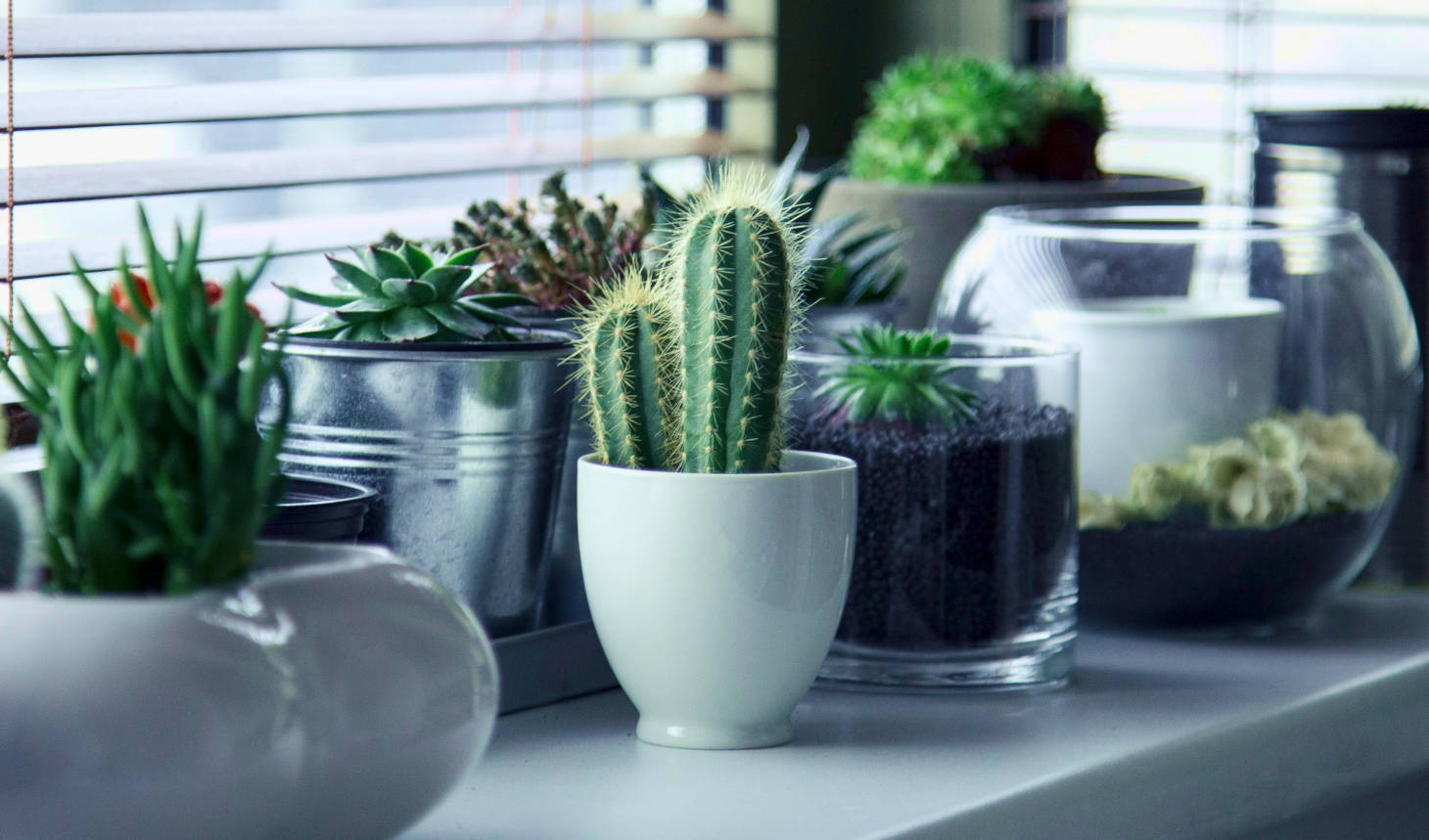 potted cactus together with other plants