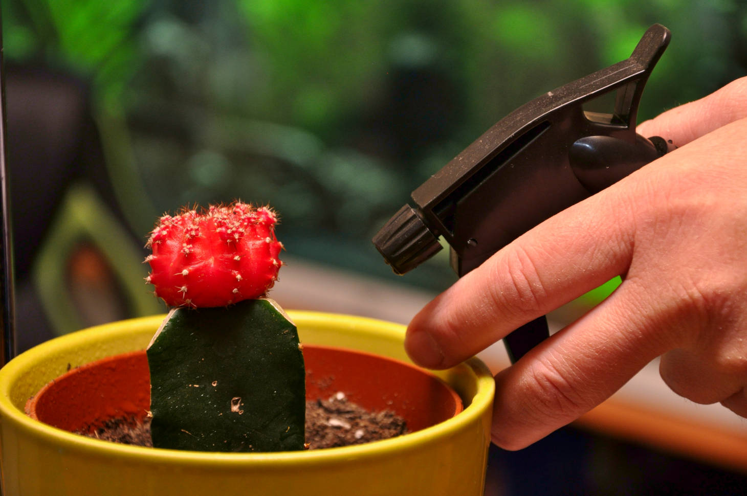 spraying a moon cactus