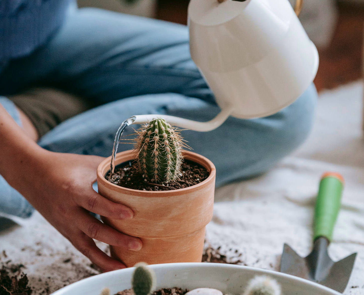 watering a potted cacti