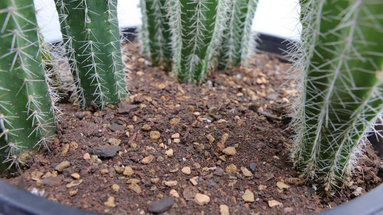 cactus soil mix recipe