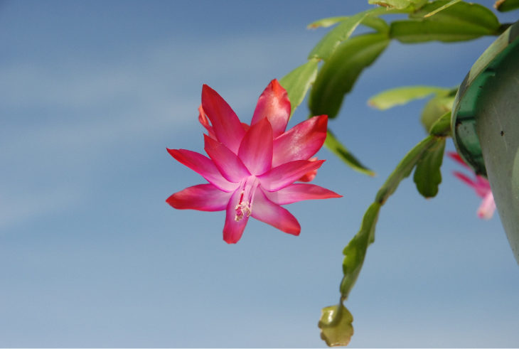 Christmas Cactus Red Flower with Blue Sky