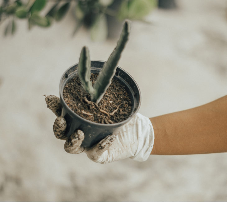 Gloved Hand Holding Planter