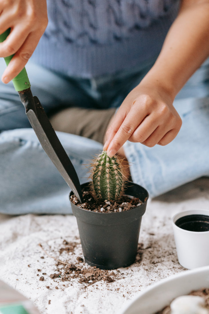 Hand Trowel & Cacti in Plastic Planter