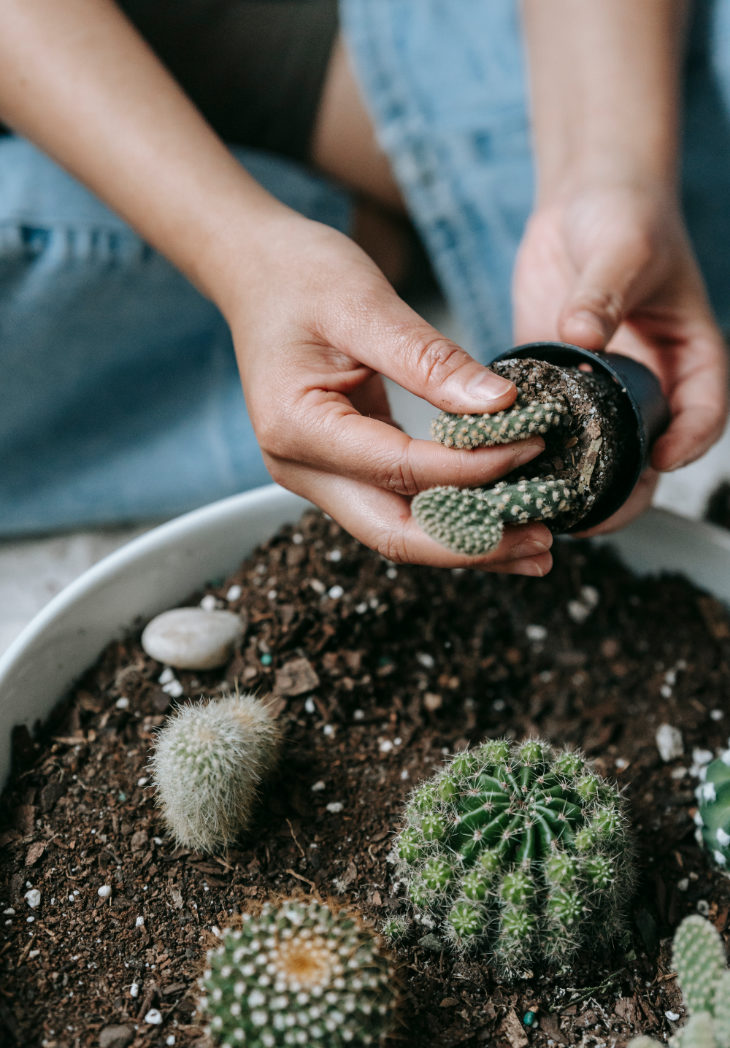Hands Removing Cactus from Pot