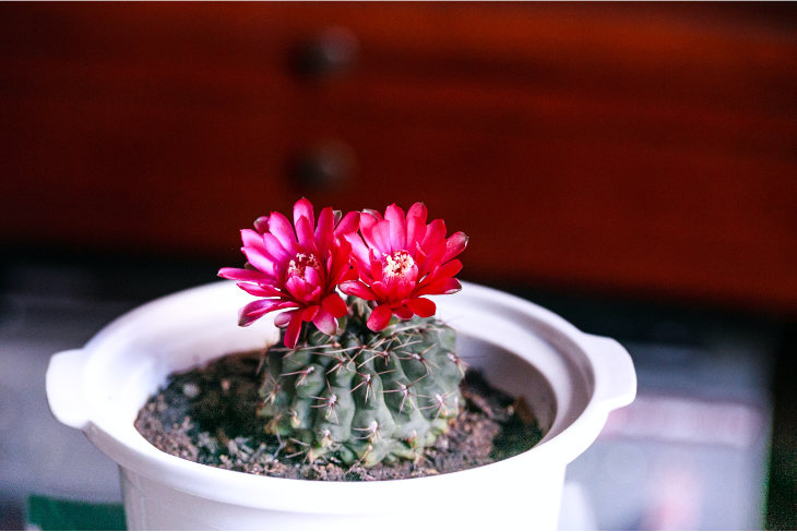 Magenta Flower on Potted Cactus