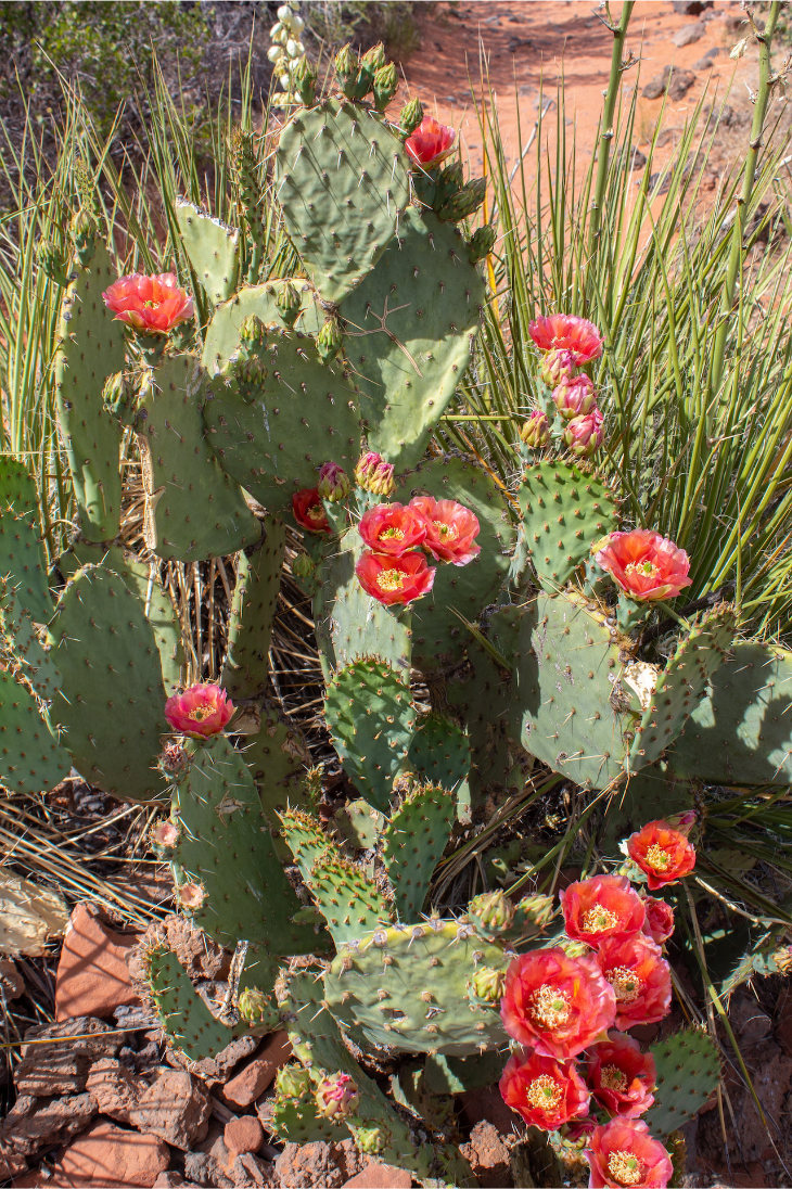 Prickly Pear Blooming in Nature